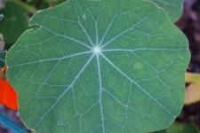 Round Green Nasturtium Leaf