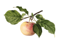 Vintage Apple Fruit Fruit