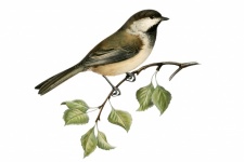 Vintage Clipart Bird Illustration