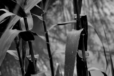 Black And White Reeds Plants