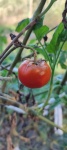 Cherry Tomatoes From The Vegetable Garde