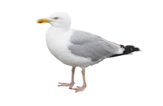 Seagull Bird Clipart Png