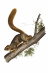 Squirrel Chipmunk Animal
