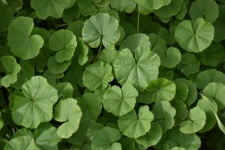Green Mallow Leaf Background