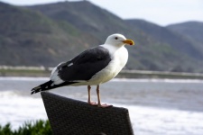 Seagull On Chair By Ocean