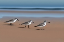 Shorebirds Illustration