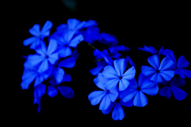 blue-flowers-1372051835kmc.jpg