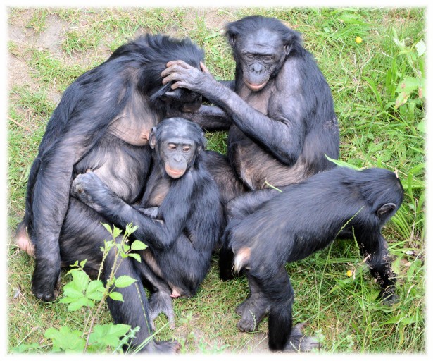 Resultado de imagen para bonobo