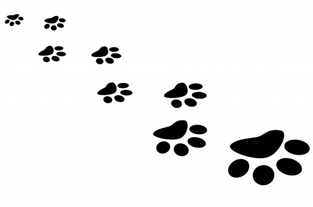 free clip art of dog paw prints - photo #39