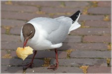 Gull's Lunch