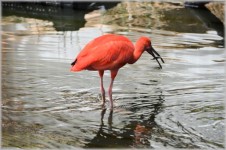 The Red Ibis 02