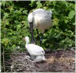 Spoonbill And Young One (series)
