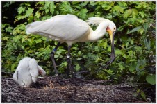 Spoonbill And Young 10 (series)