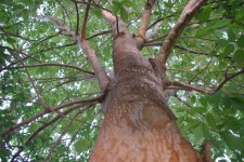 Tree Close-up