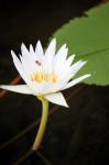 White Lotus Flower In Blossom