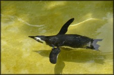 Black Footed Penguin 1