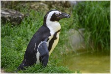 Black Footed Penguin 4