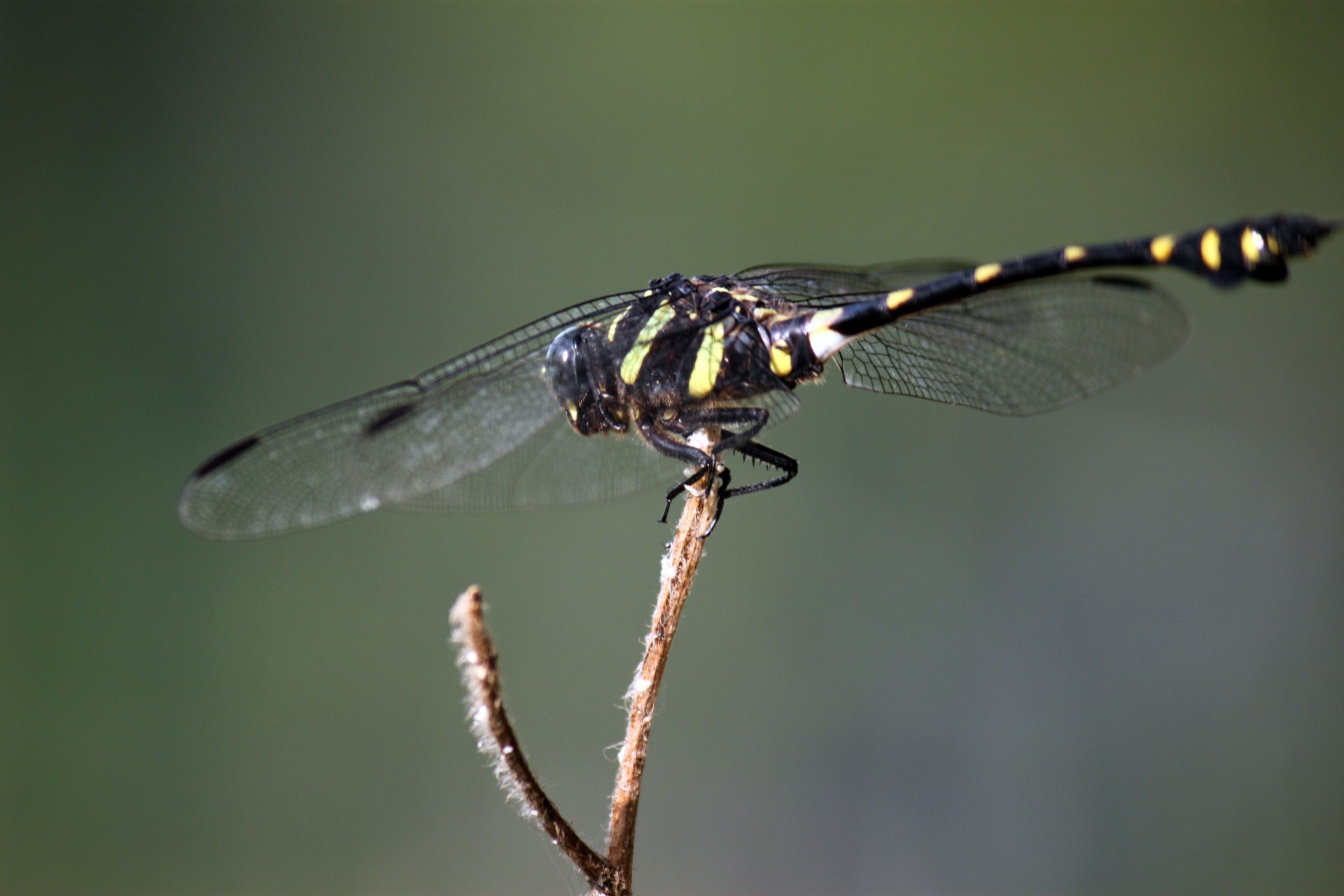 Black Dragonfly On The Stick