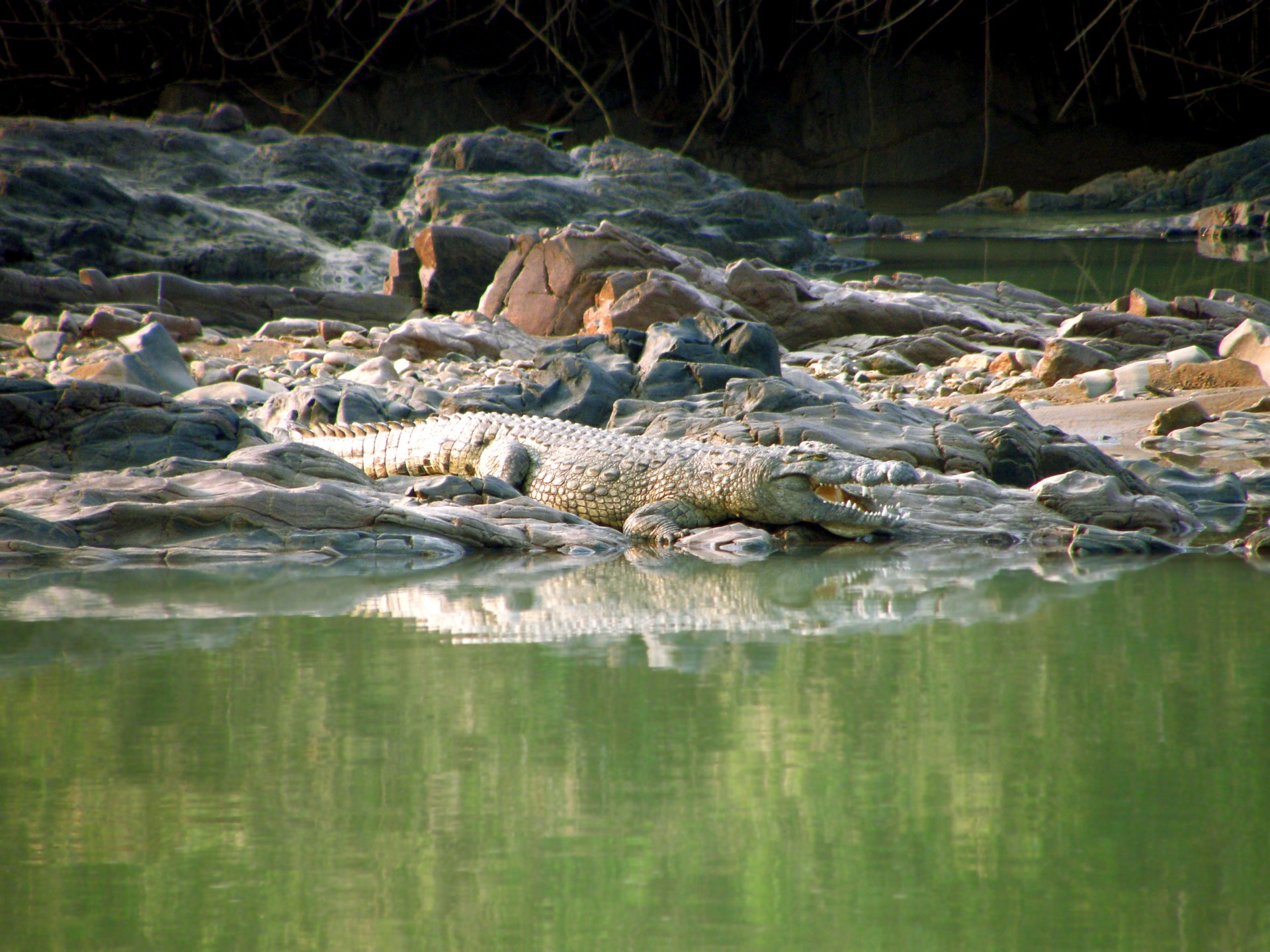 Crocodile On Bank Of River