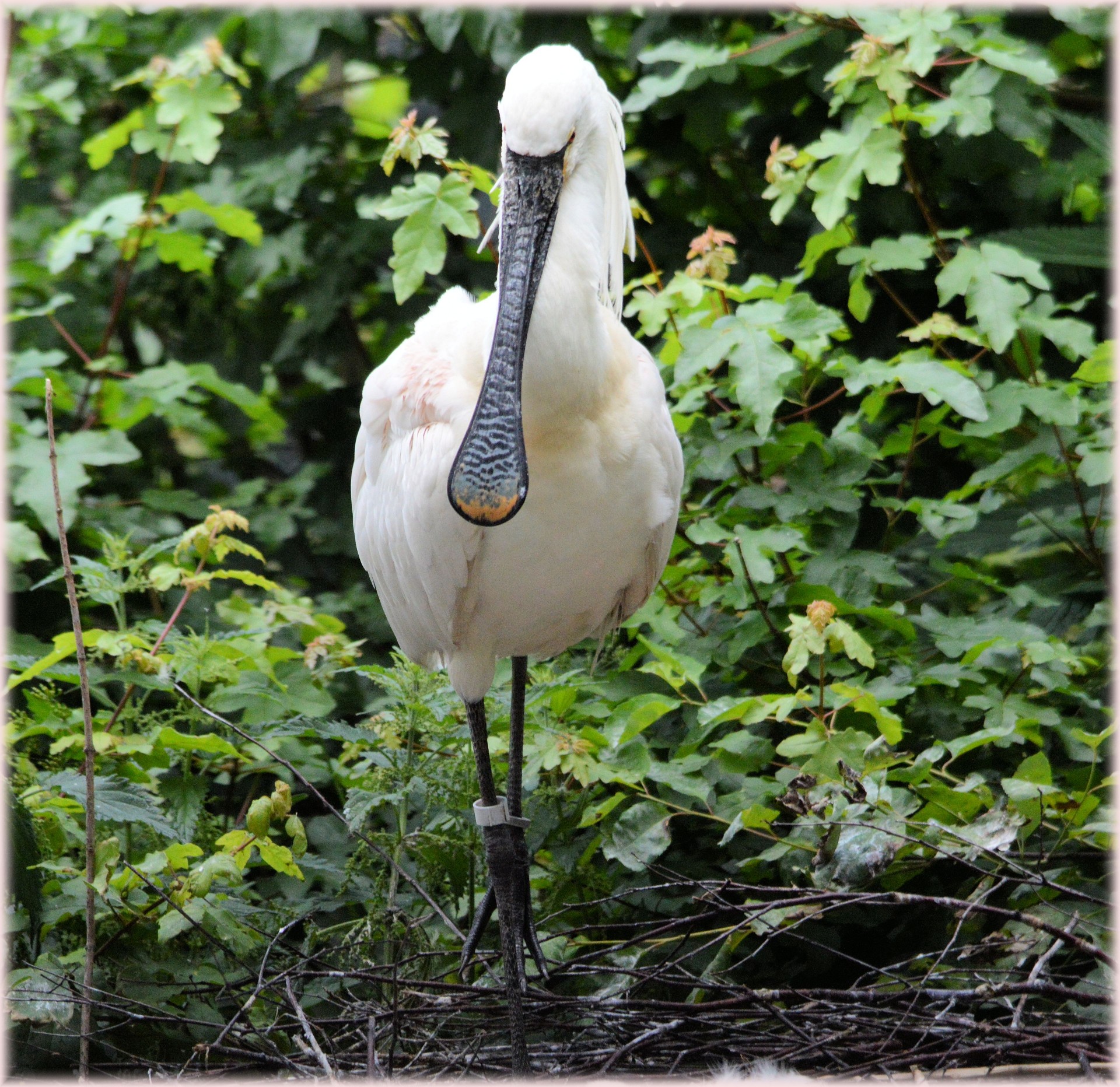 The Spoonbill 12