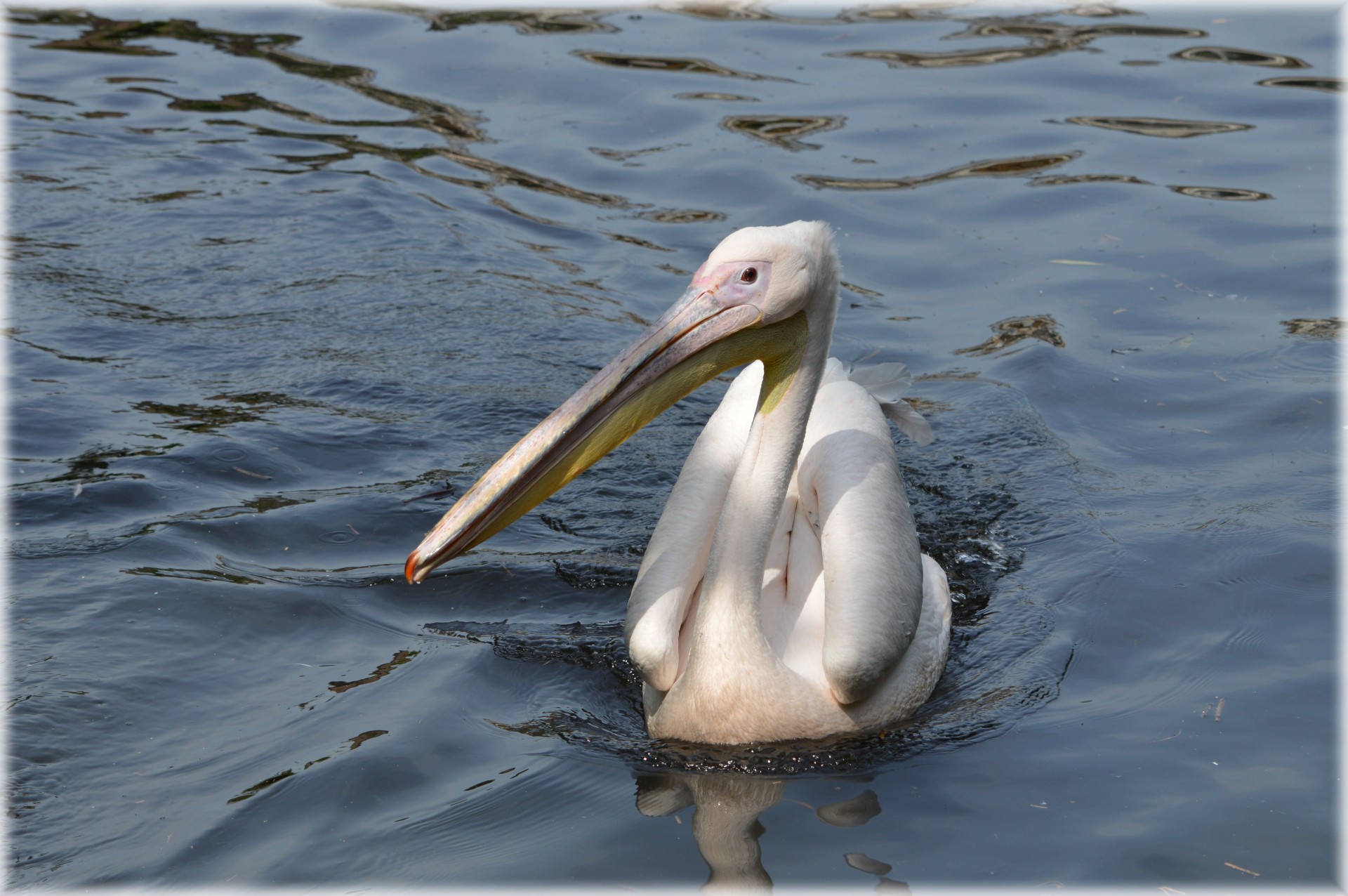 Pink Pelican 05