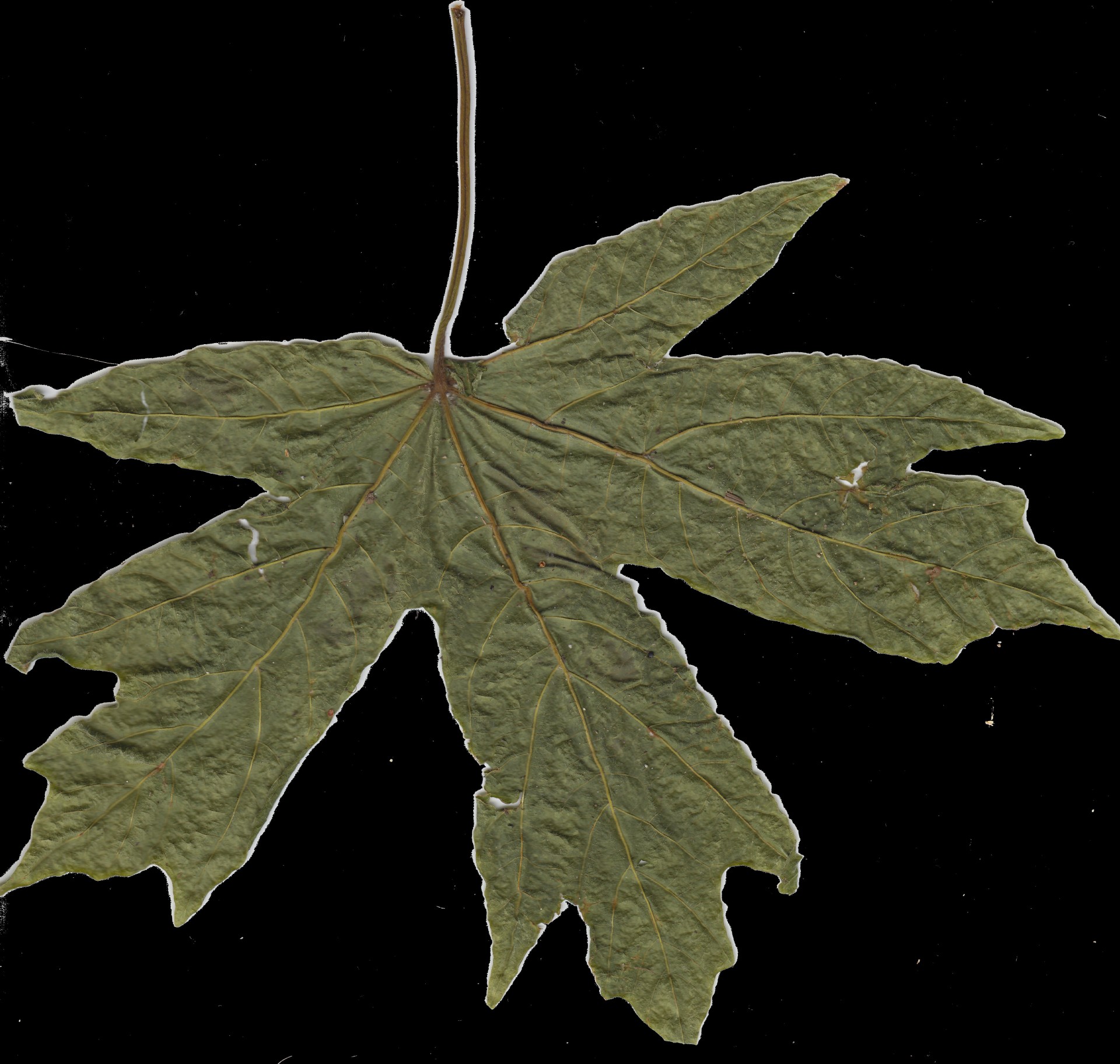 Dry Green Leaf