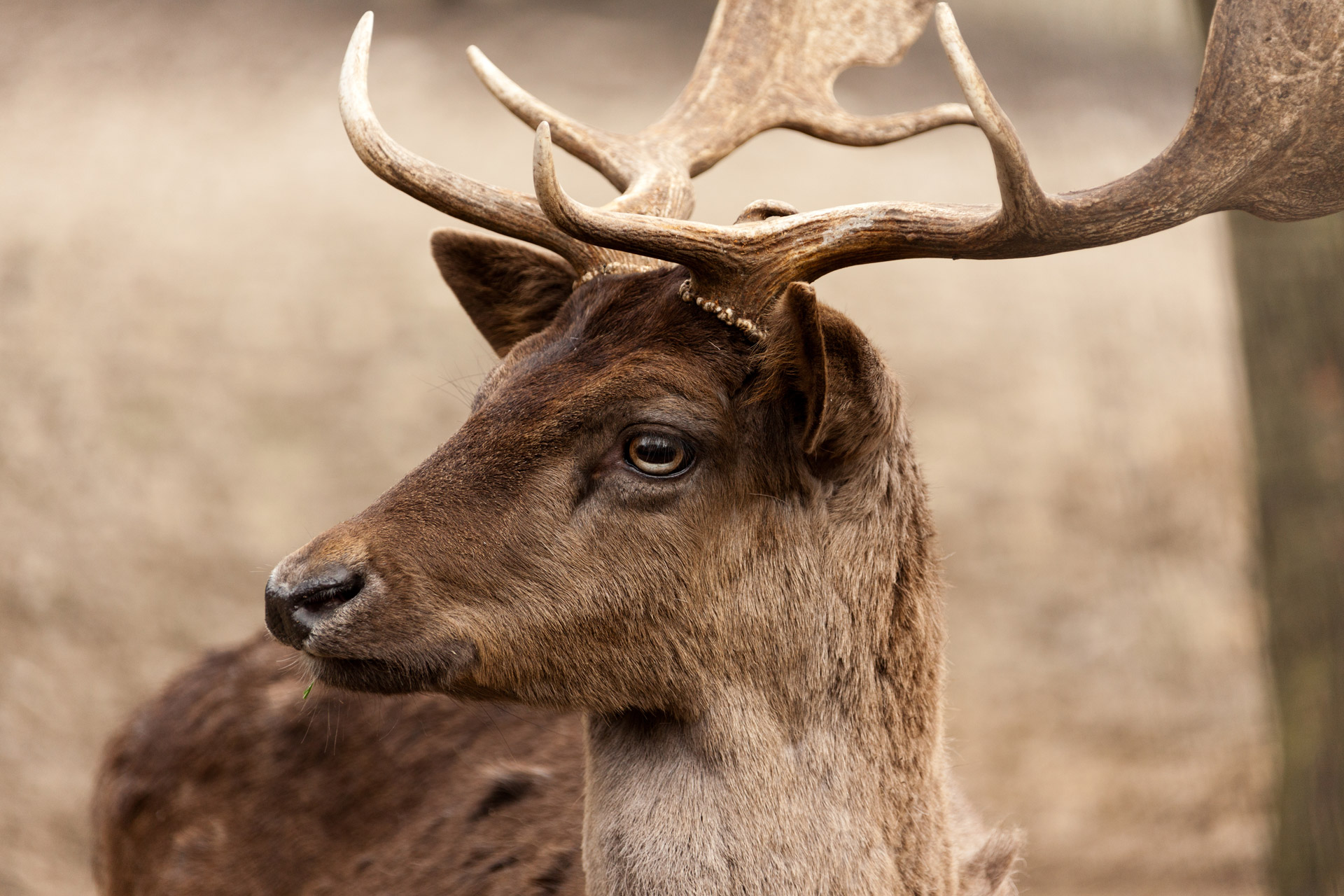fallow-deer-portrait-free-stock-photo-public-domain-pictures