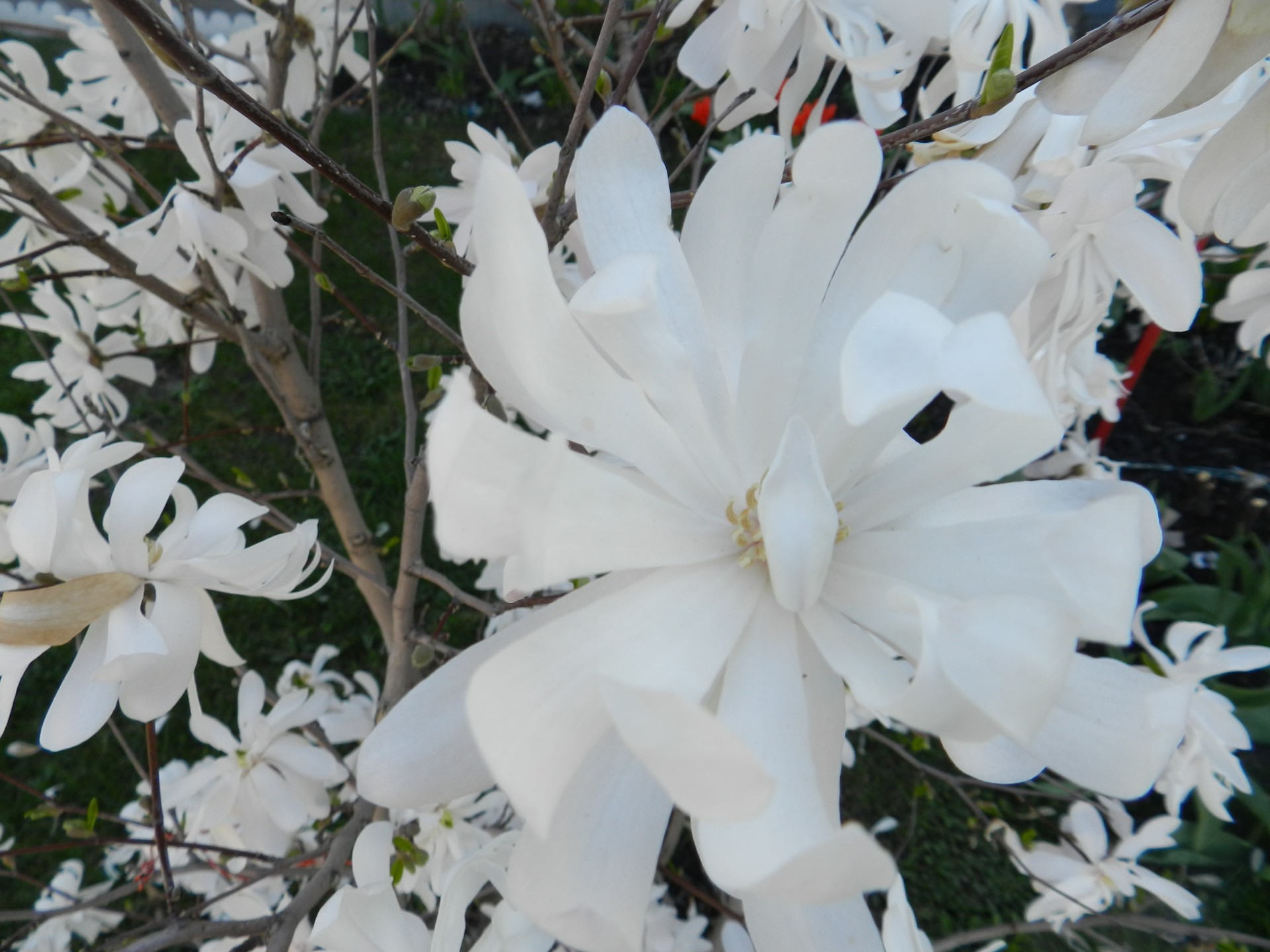 White Flowers (2)
