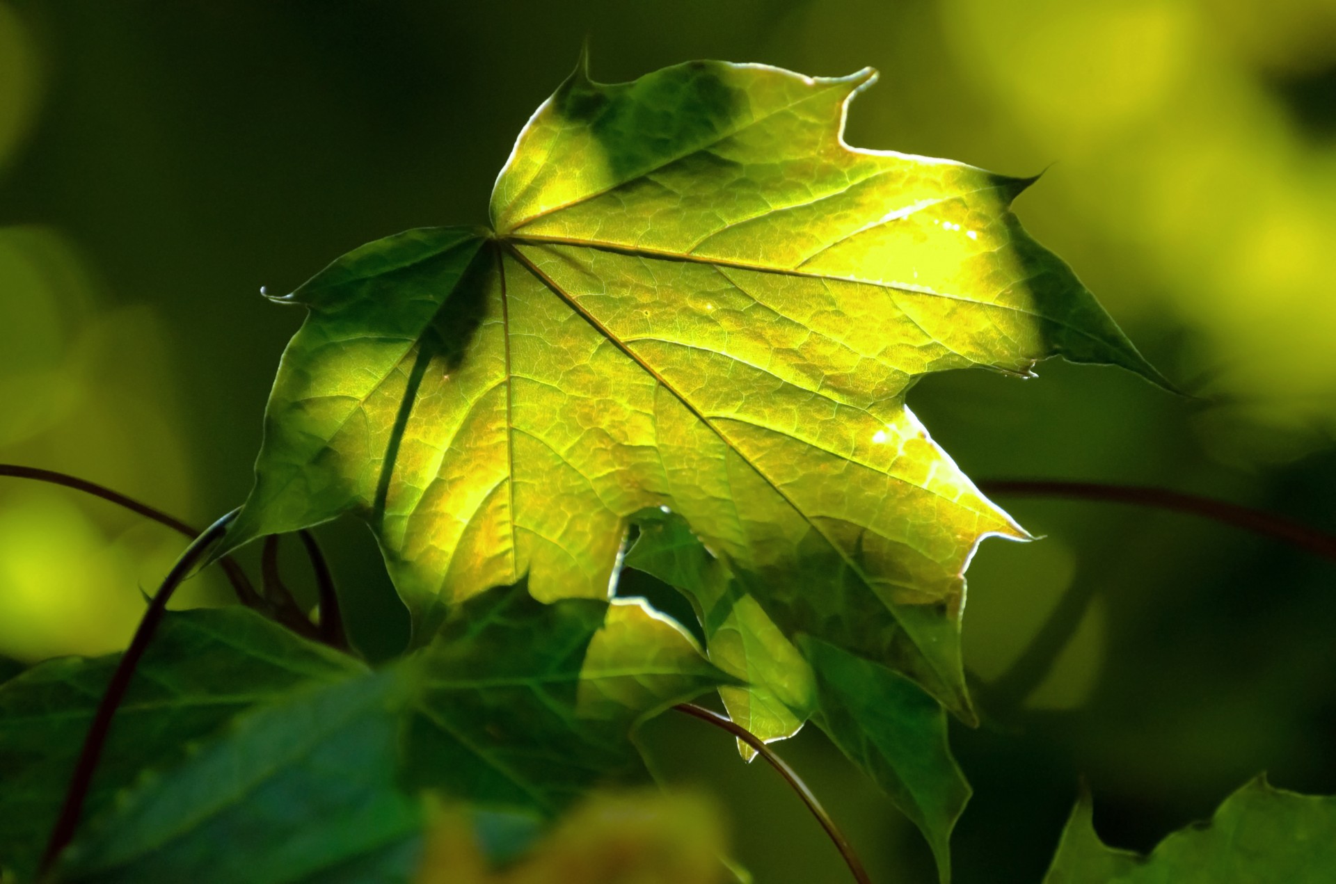 Leaf Free Stock Photo - Public Domain Pictures
