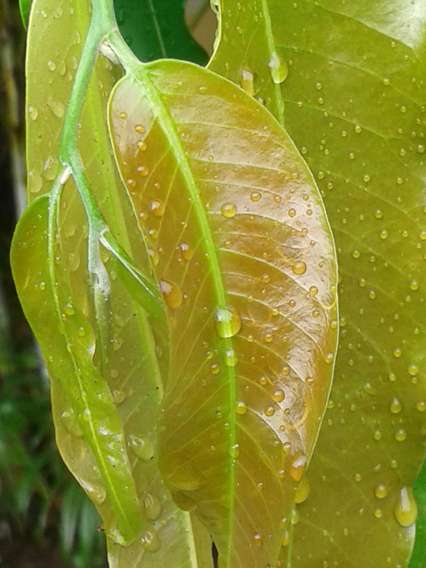 Leaves With Water Drops 2