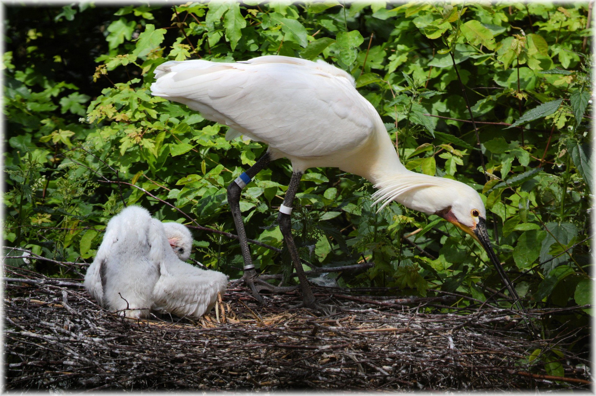 Spoonbill And Young 7 (series)