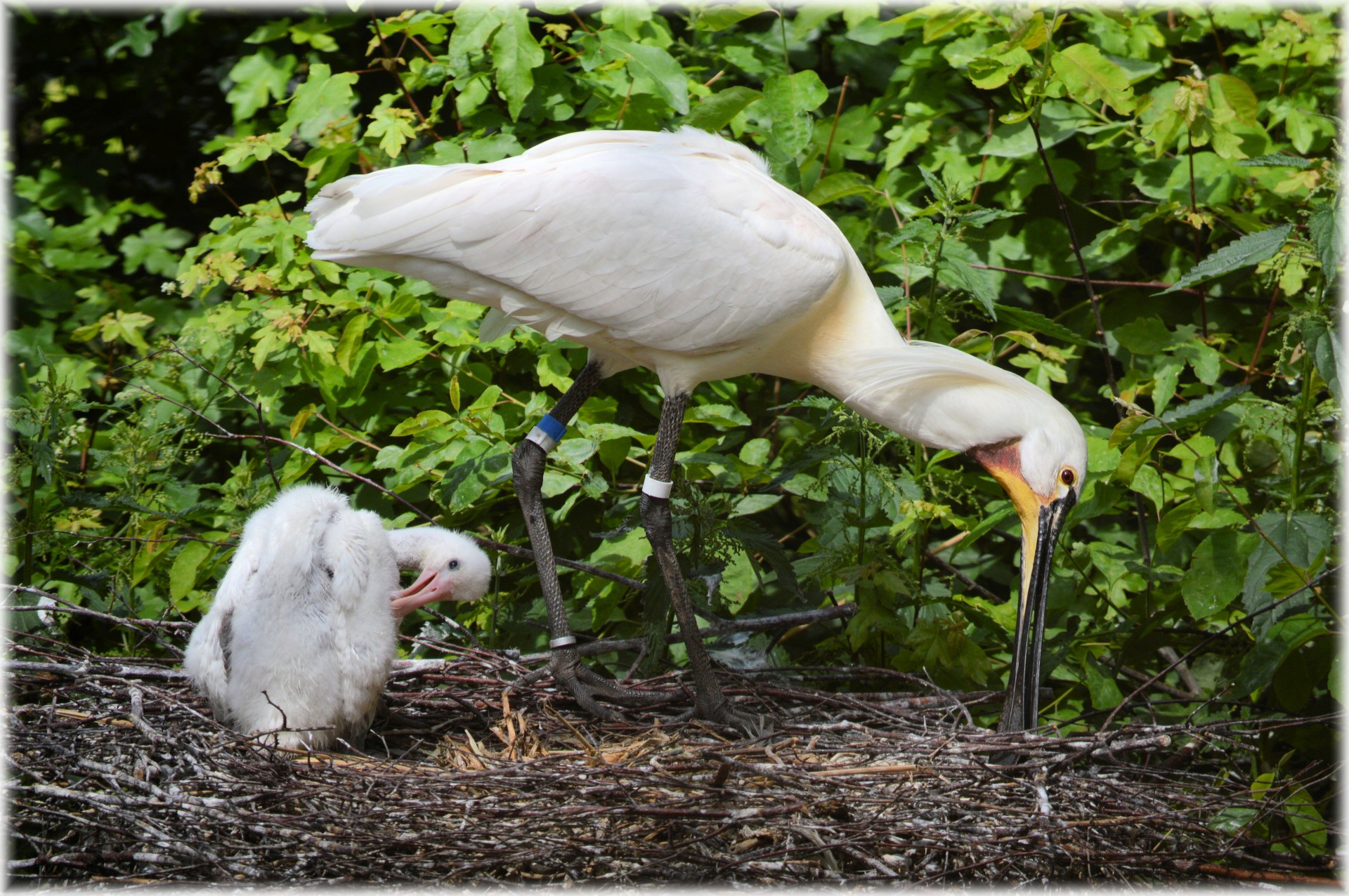 Spoonbill And Young 9 (series)