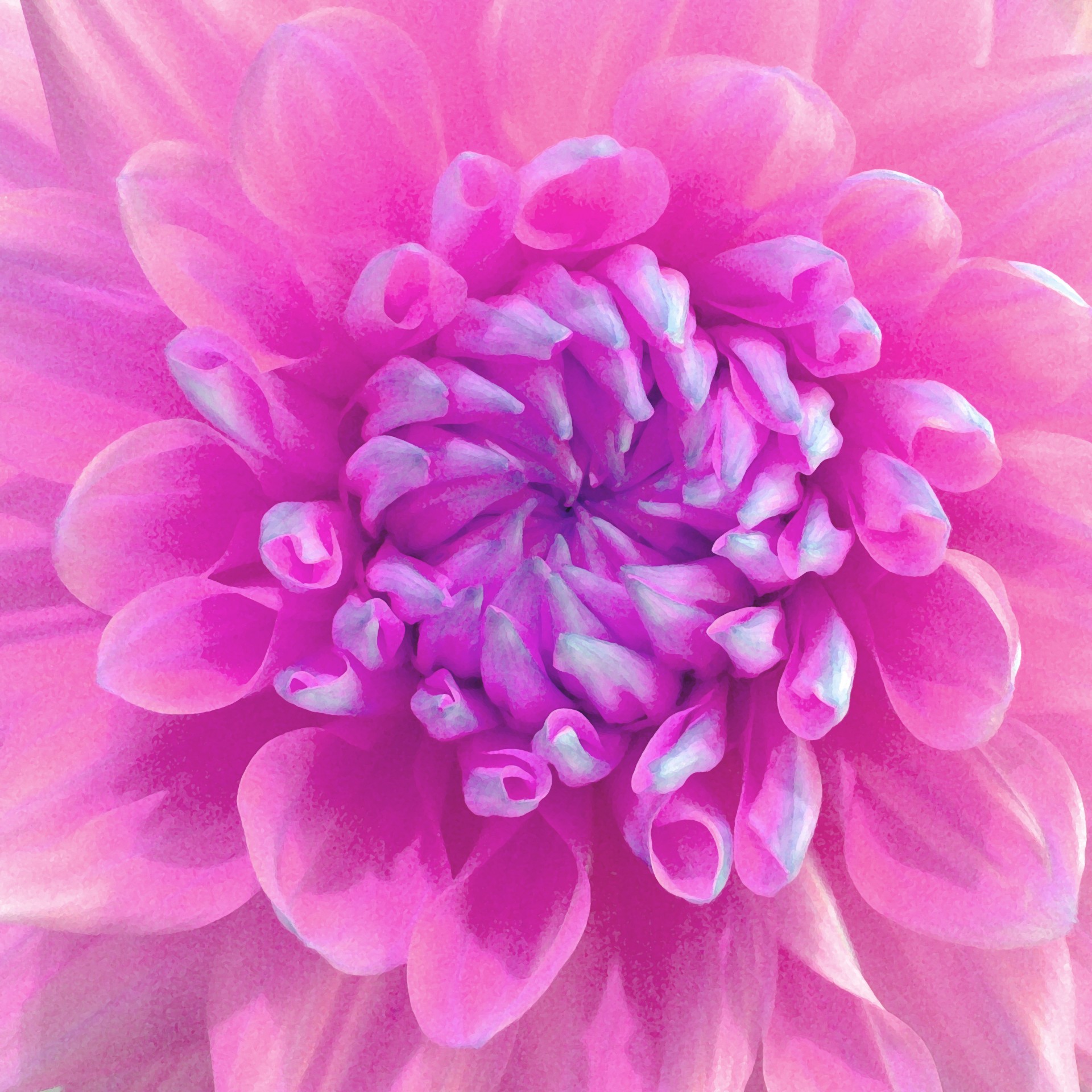 Painted Pink Flower