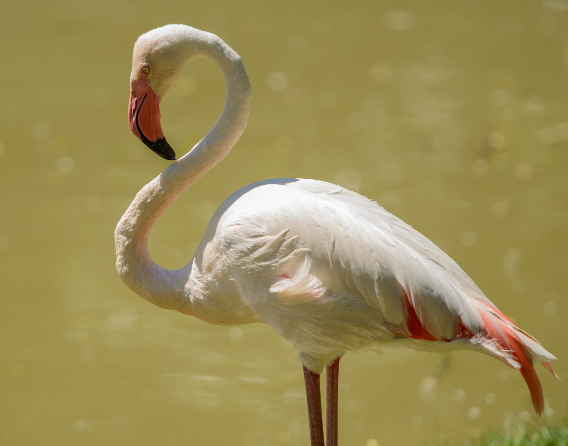 pink-flamingo-free-stock-photo-public-domain-pictures