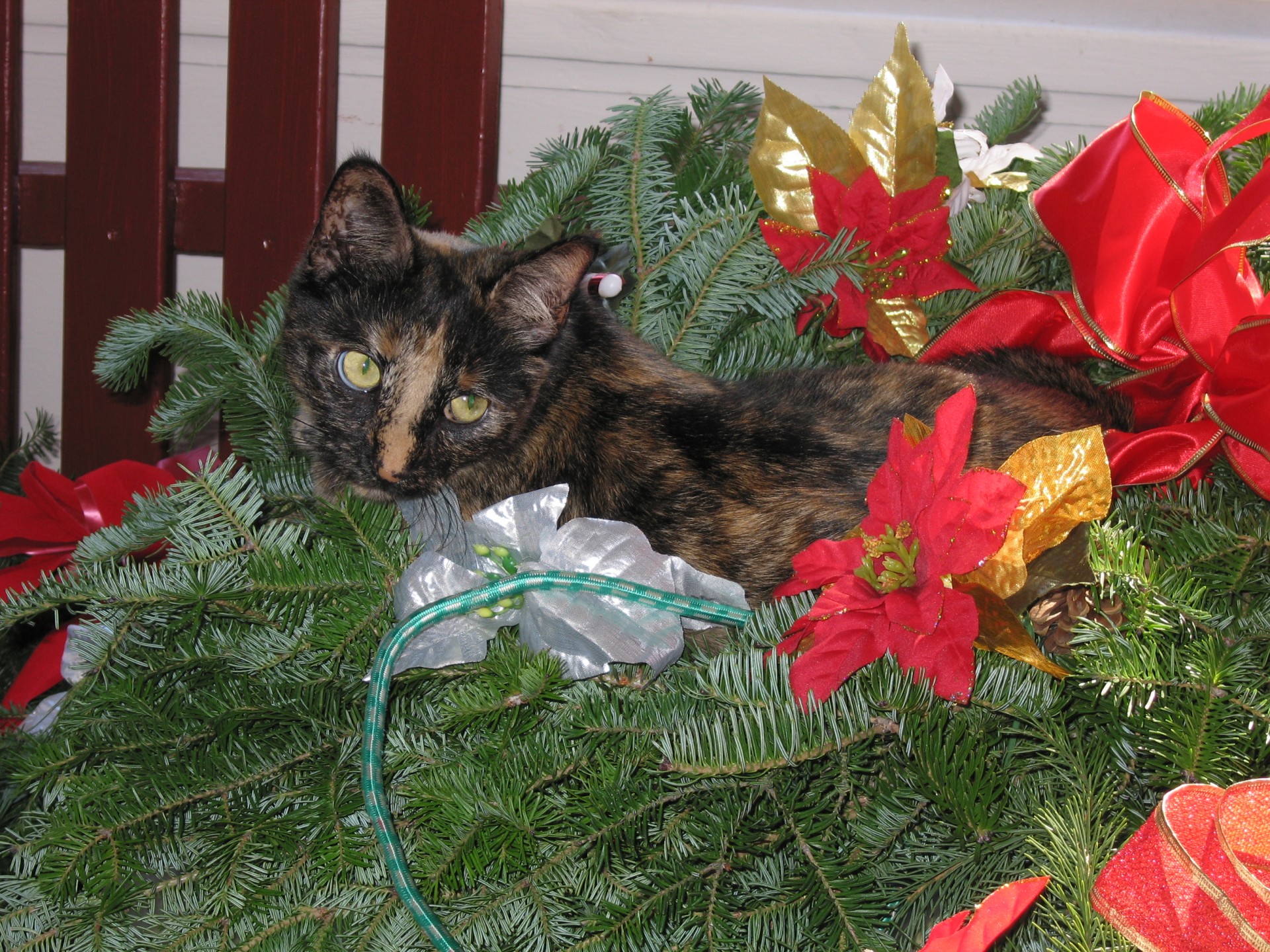 Puss Wreath 2