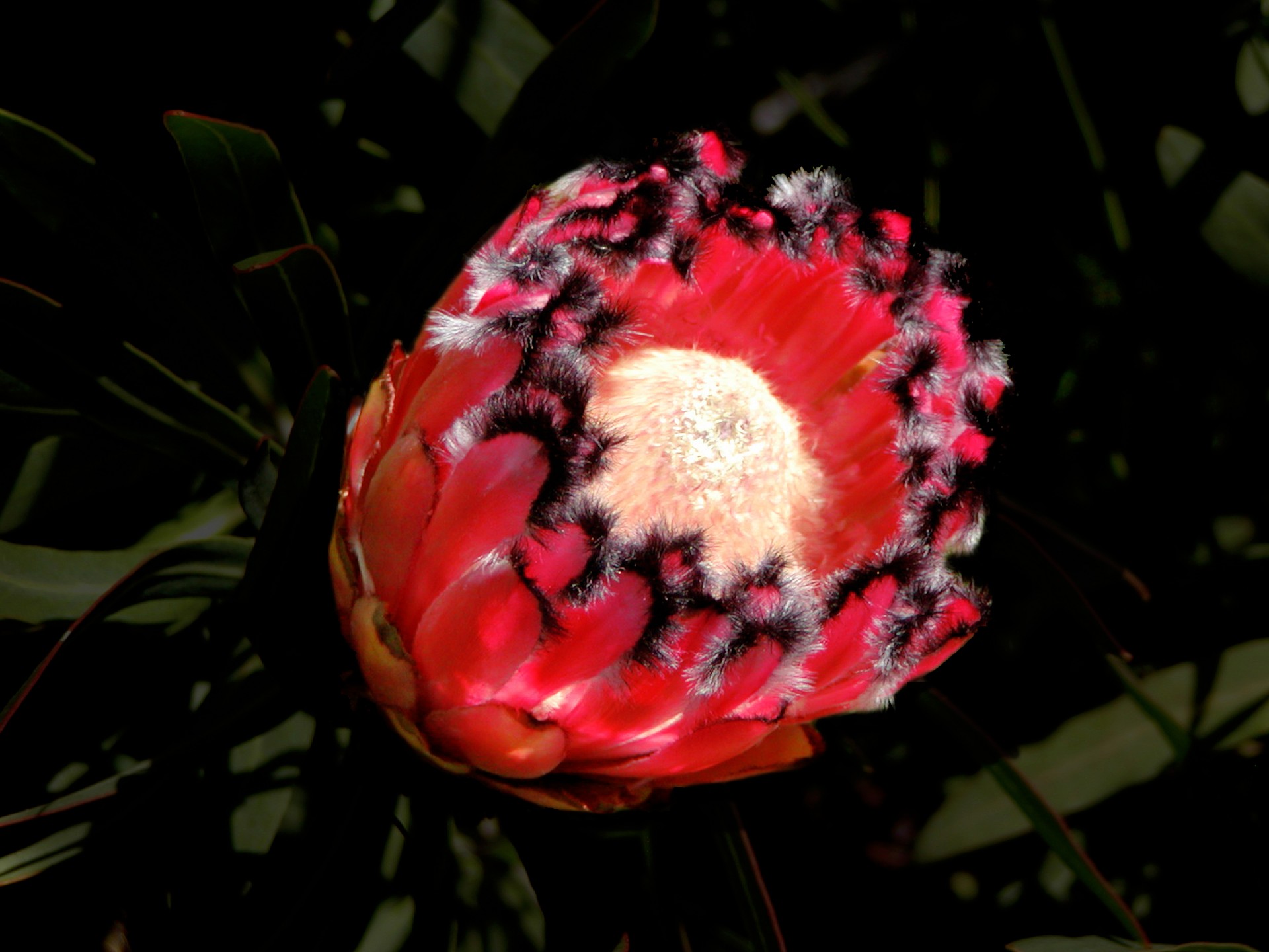 Red Protea Flower