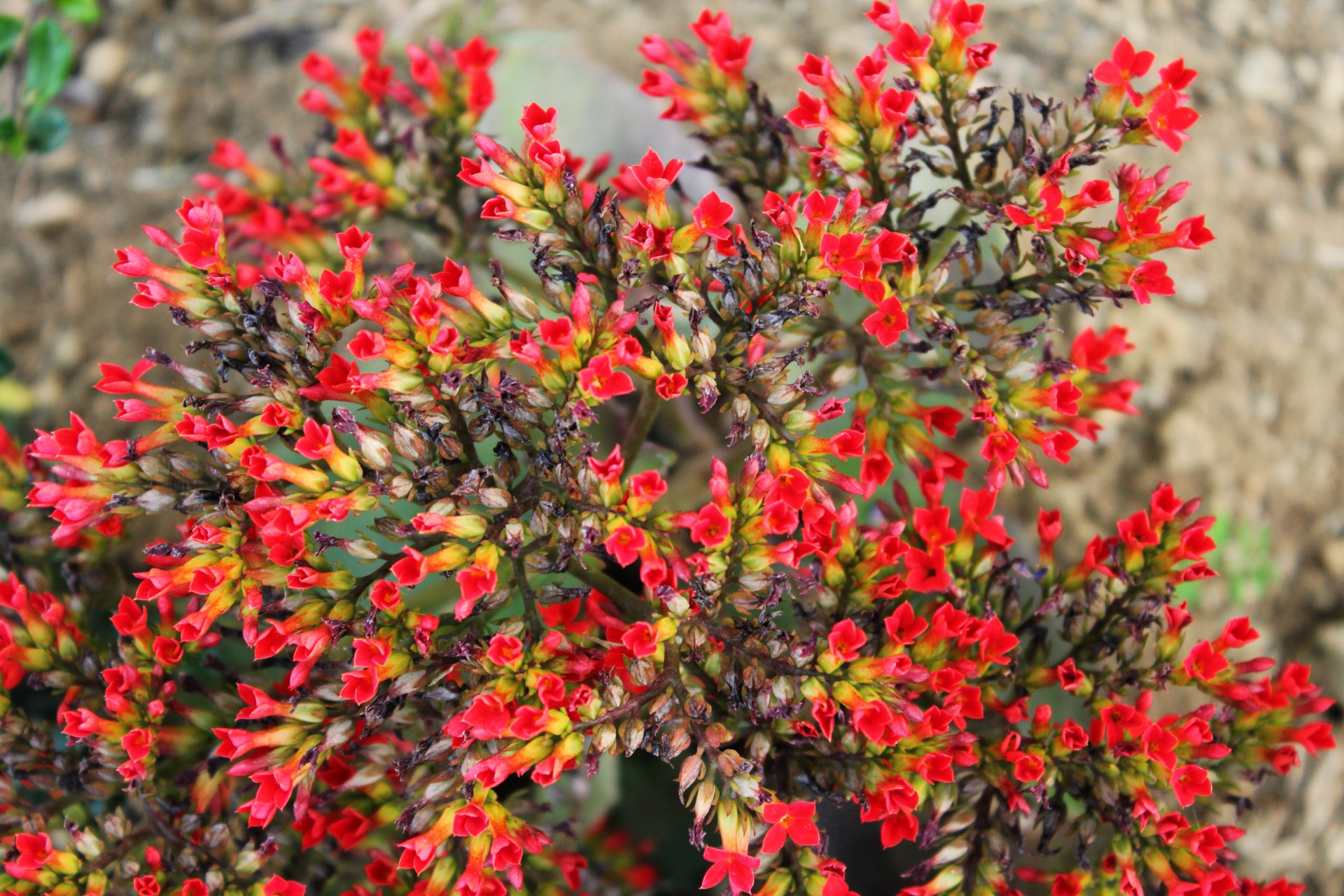 Red Tiny Flowers Free Stock Photo Public Domain Pictures