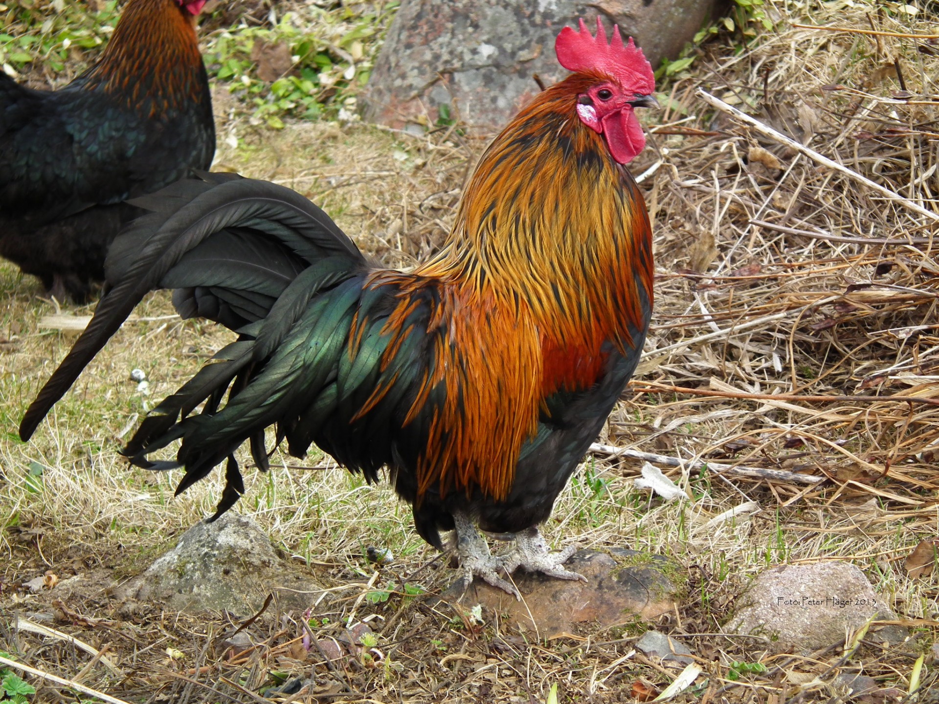 公鸡 Gallinacé 亚洲公鸡 - Pixabay上的免费照片 - Pixabay