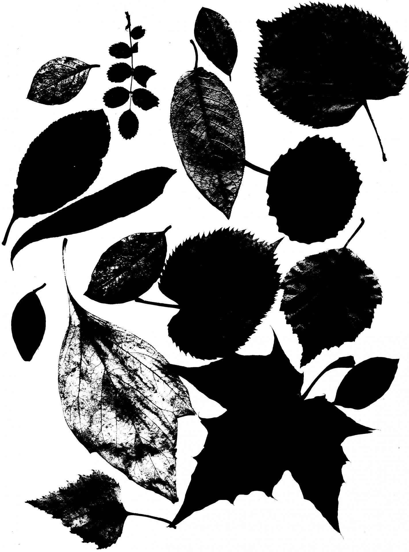 Silhouettes Of Leaves