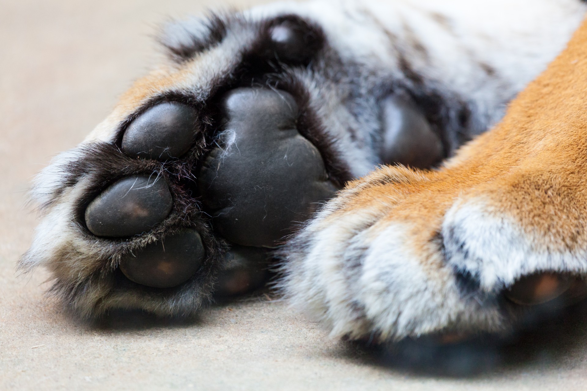 Tiger Paws Free Stock Photo - Public Domain Pictures