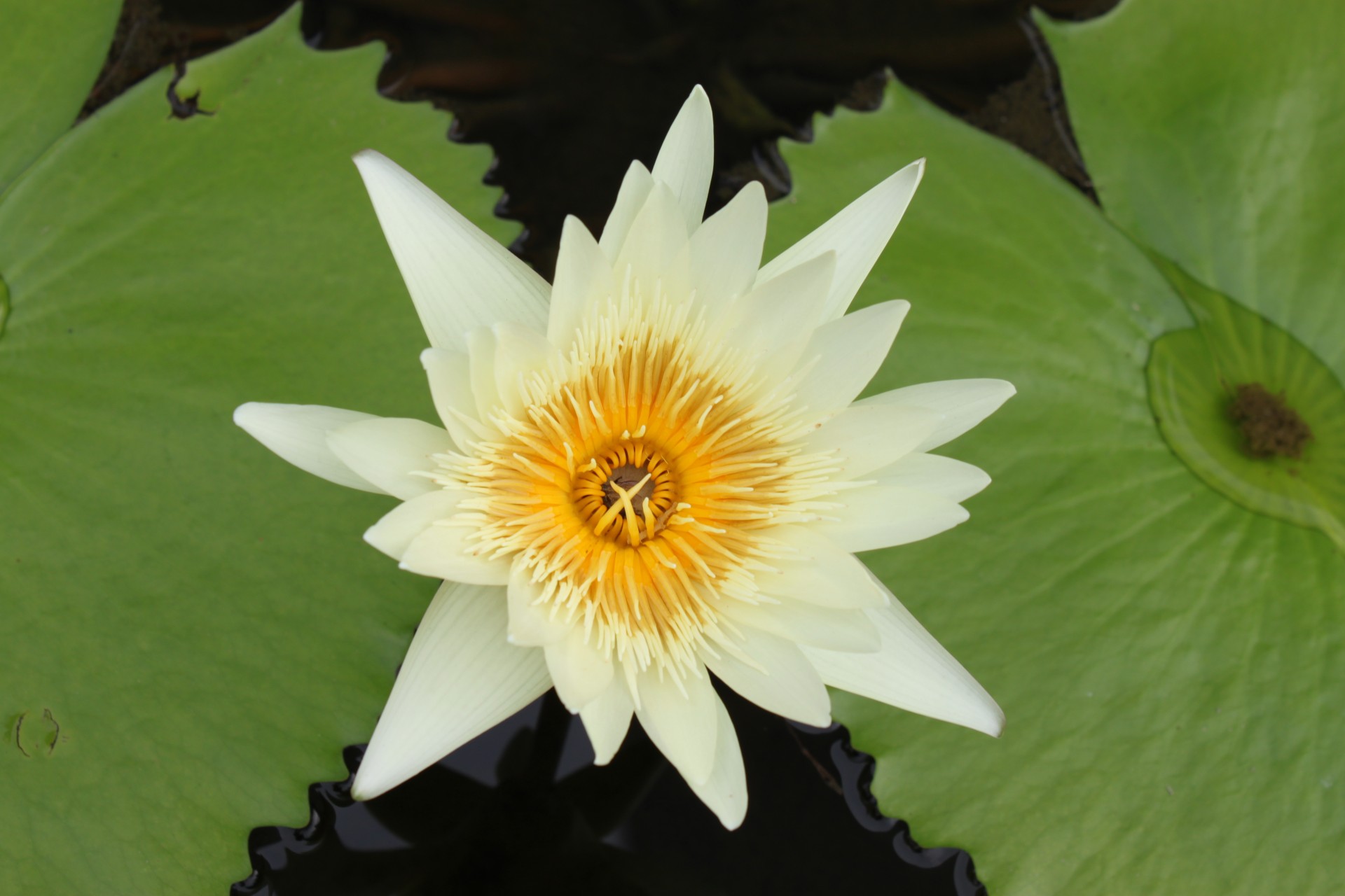 white lotus - photo #35