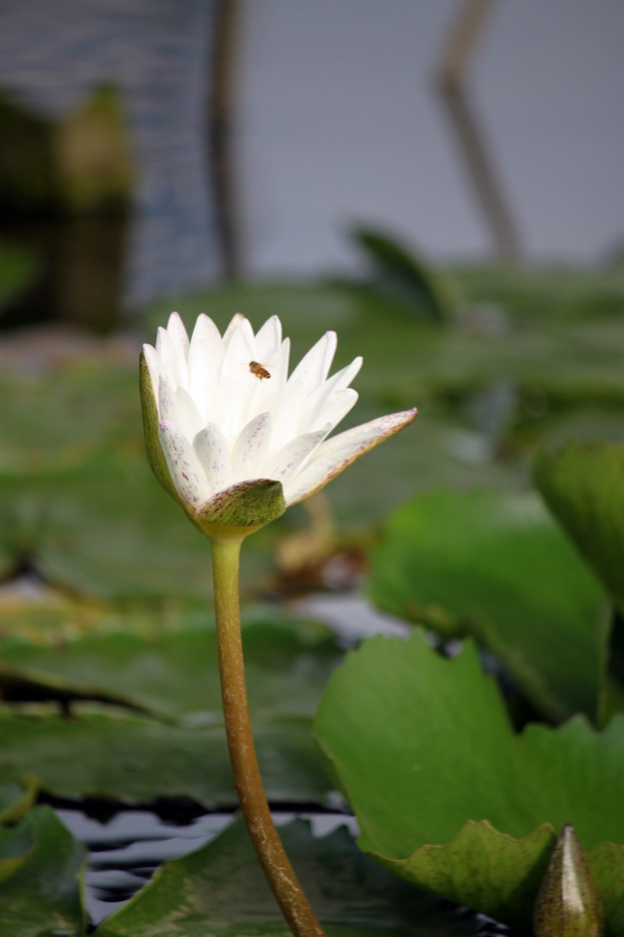 white lotus - photo #47