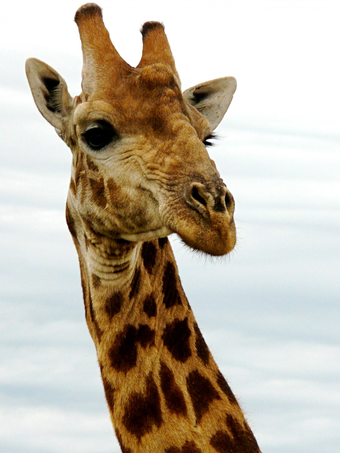 giraffe-free-stock-photo-public-domain-pictures