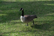 A Canadian Goose