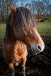 Farm Animal, Brown Horse