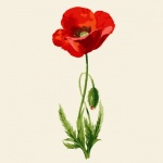 Poppy Flower Watercolor Clipart