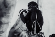 Baby Gorilla Eating