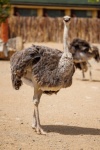 Ostrich Full Body