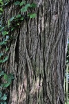 Bark Of Old Tree