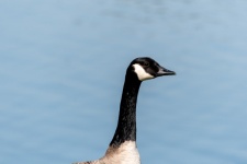 Large Canadian Goose, B. Canadensis